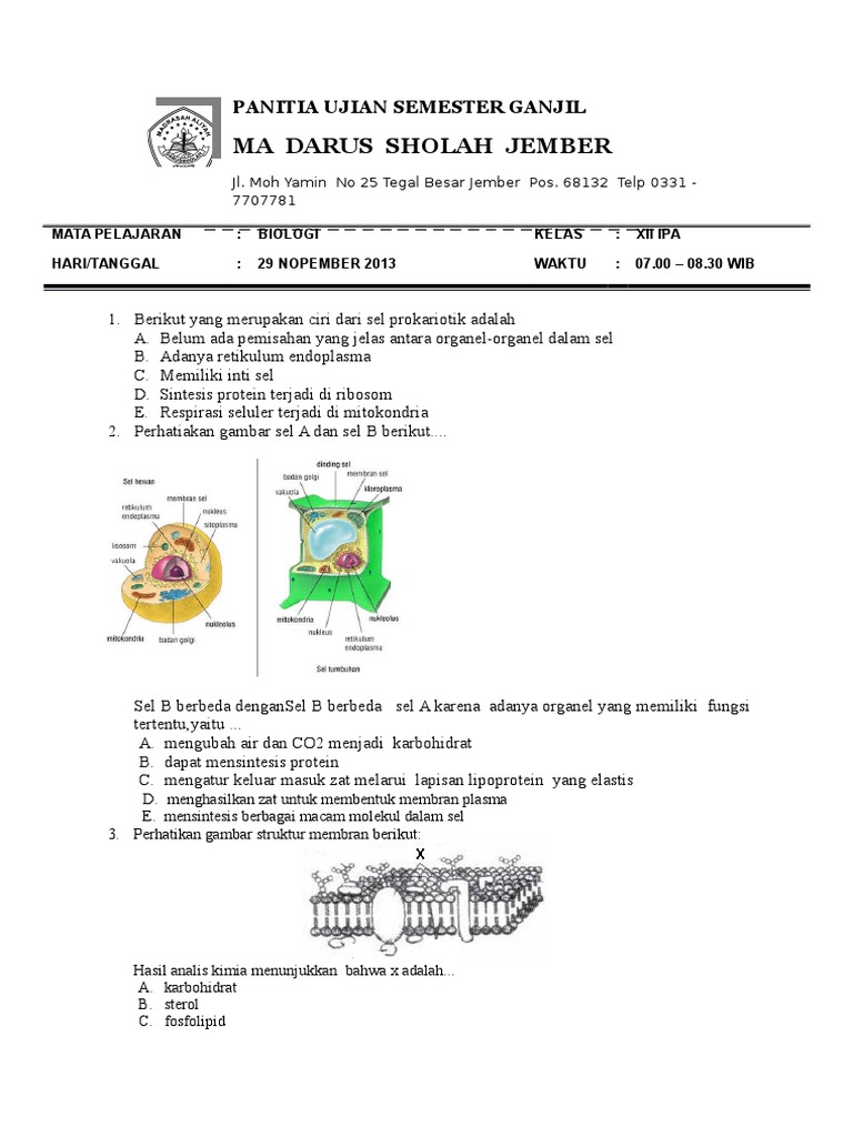 Rahasia Nilai Sempurna dengan Latihan Soal UAS Biologi Kelas XI Semester 1 Terbaru Rahasia Nilai Sempurna dengan Latihan Soal UAS Biologi Kelas XI Semester 1 Terbaru